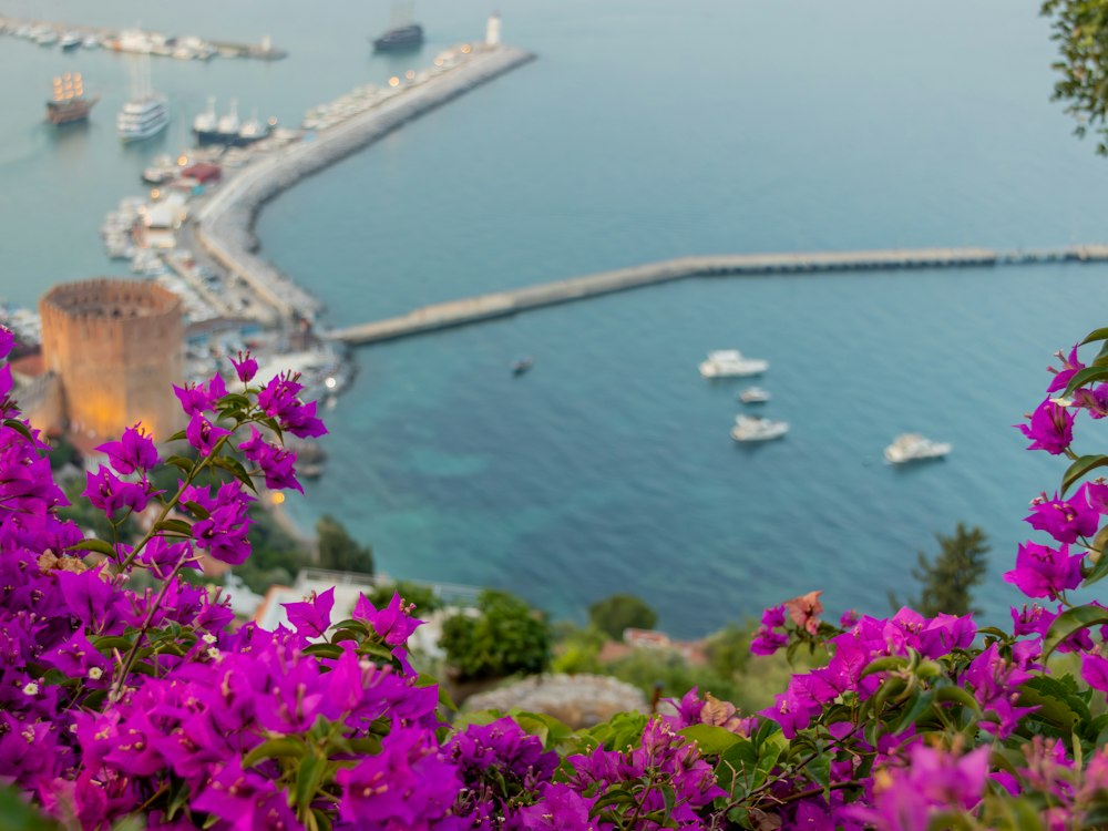Red Tower and the harbour behind bougainvillea